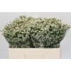 Limonium China White