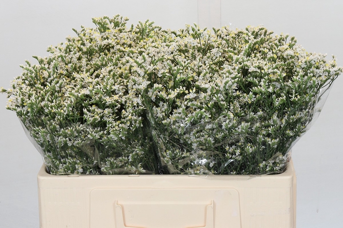 <h4>Limonium China White</h4>