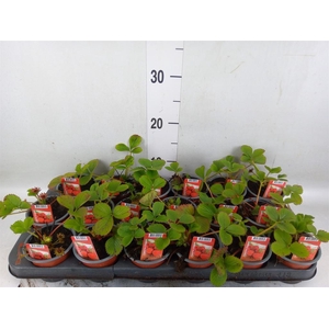Fragaria ananassa 'Ostara'