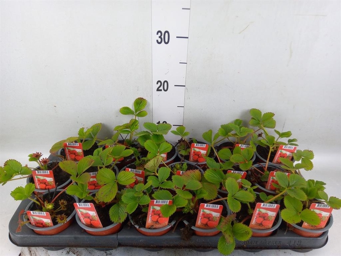 <h4>Fragaria ananassa 'Ostara'</h4>