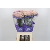 Ozothamnus Cooks Pink