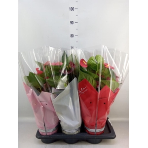Anthurium   ...mix 4