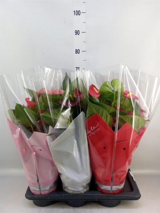 <h4>Anthurium   ...mix 4</h4>