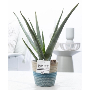 Aloe Vera in P&PURE Fashionpot Valerie