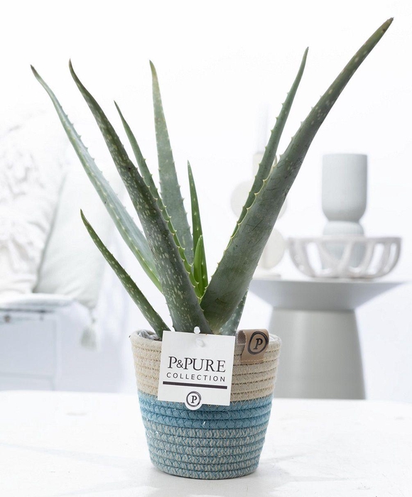 <h4>Aloe Vera in P&PURE Fashionpot Valerie</h4>