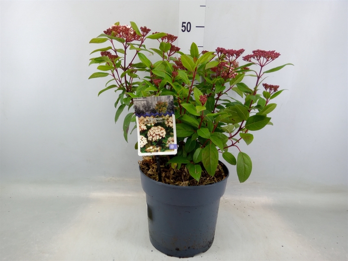 <h4>Viburnum tinus 'Spirit'</h4>