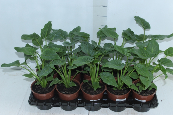 <h4>PHILODENDRON XANADU P12</h4>