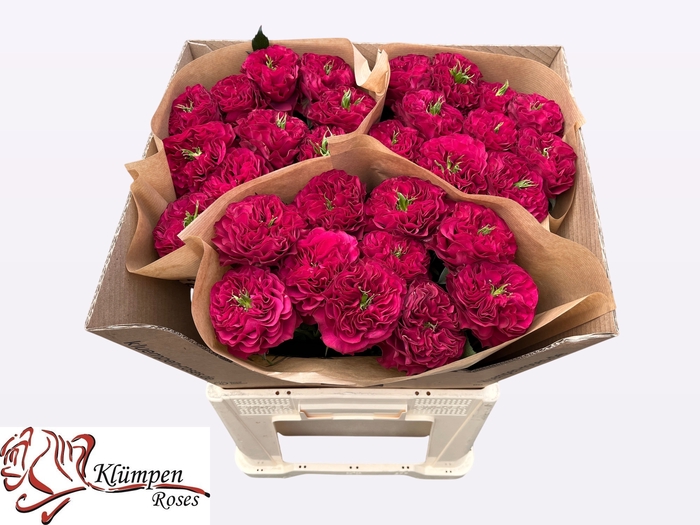 <h4>R Gr Cherry Velvet Kluempen</h4>