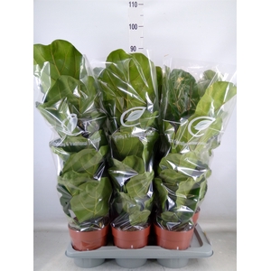 Ficus lyrata