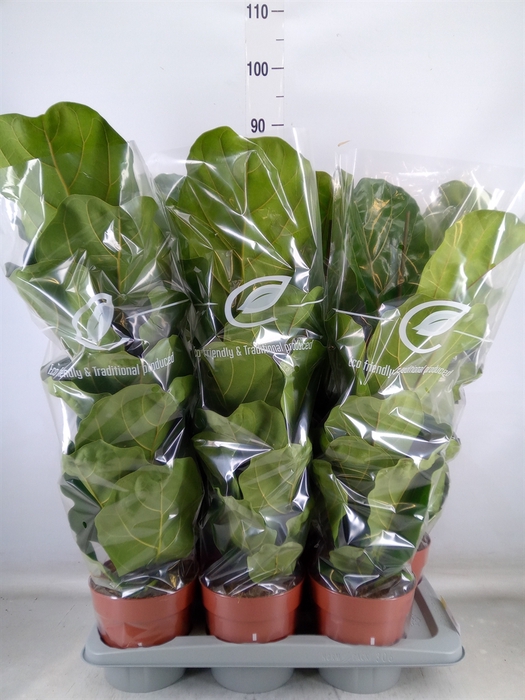<h4>Ficus lyrata</h4>