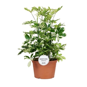 Schefflera arboricola 'Charlotte'