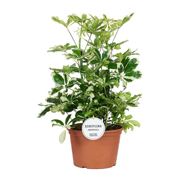 <h4>Schefflera arboricola 'Charlotte'</h4>