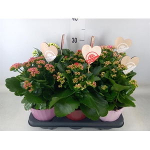 Kalanchoe blos. 'RosDon Collection'