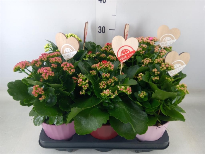 <h4>Kalanchoe blos. 'RosDon Collection'</h4>