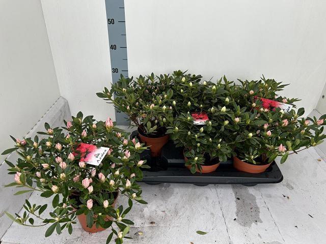 <h4>RHODO SI VOGEL GEM</h4>