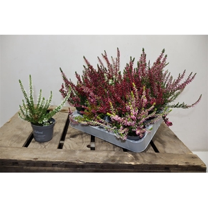 Callu Cal Nova Mixtray