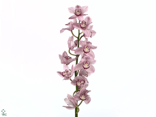 CYMB T PINK BRILJANT