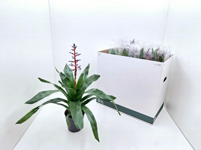 <h4>AECH BLUE RAIN</h4>