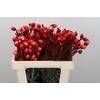 Kaaps Groen Phaenocoma Red
