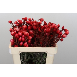 Kaaps Groen Phaenocoma Red