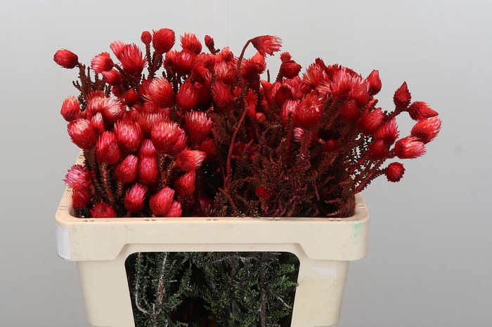 <h4>Kaaps Groen Phaenocoma Red</h4>