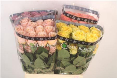 R Gr Ec Mixed In Bucket