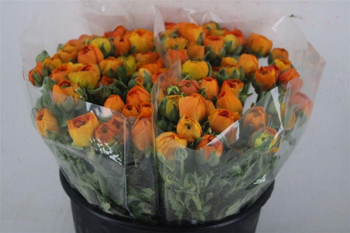 <h4>Ran Elegance Orange</h4>