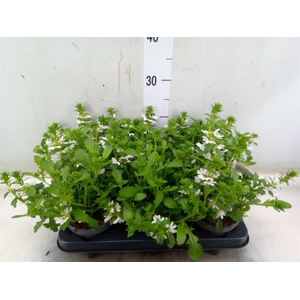 Scaevola aemula   ...