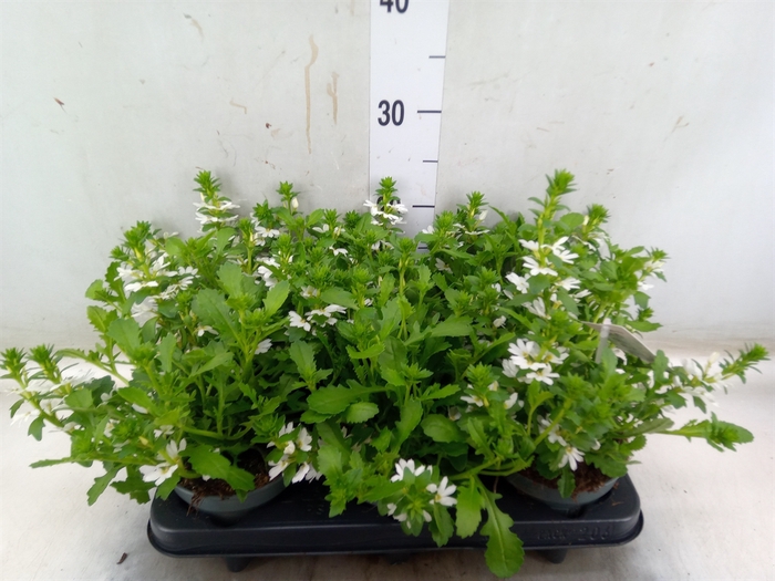 <h4>Scaevola aemula   ...</h4>
