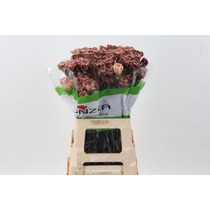 Di St Tinted Vintage