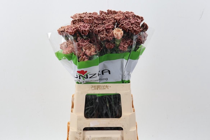 <h4>Di St Tinted Vintage</h4>