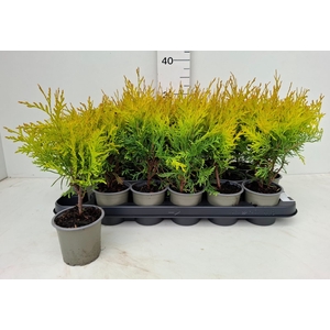 THUJA O GOLDEN GLOBE