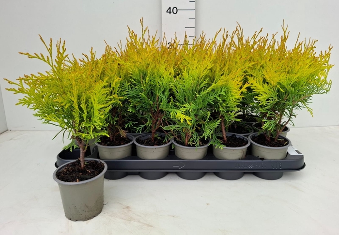 <h4>THUJA O GOLDEN GLOBE</h4>