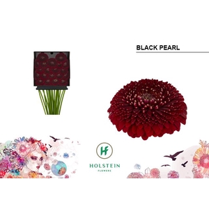 Germini Pomponi Black Pearl Diamond per kaart