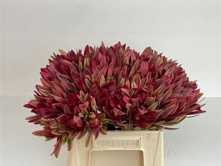 <h4>Leucad Jester 40cm</h4>