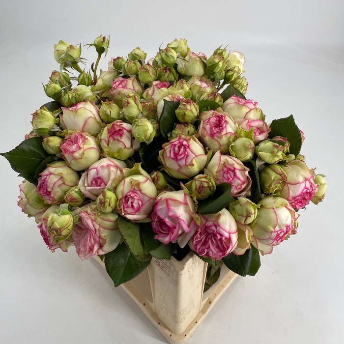 <h4>R TR BIEDERMEIER</h4>