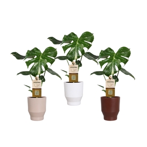 MONSTERA DEL THAI CO