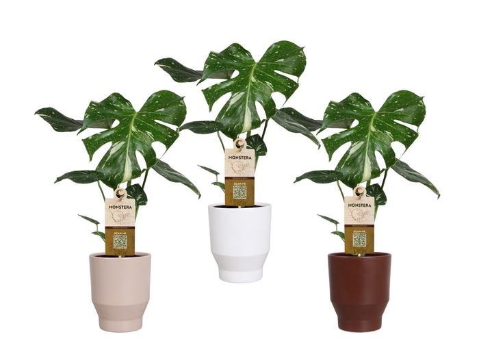 <h4>MONSTERA DEL THAI CO</h4>