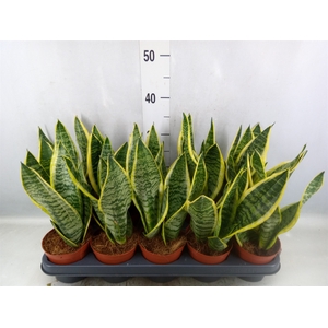 Sansevieria trifa. 'Futura Superba'