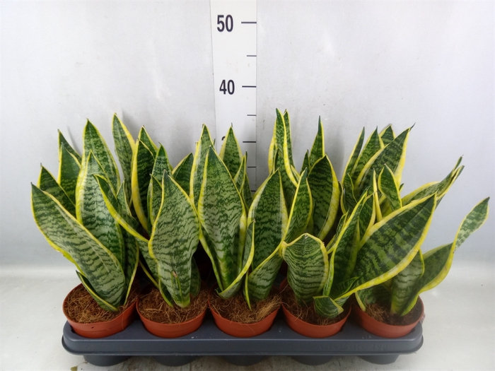 <h4>Sansevieria trifa. 'Futura Superba'</h4>