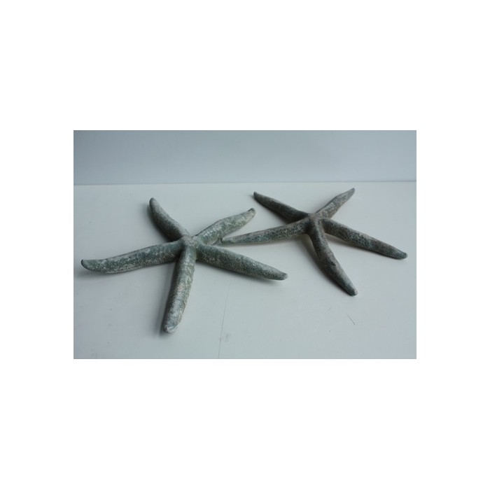 <h4>SCHELP ZEESTER BLAUW 5-7</h4>