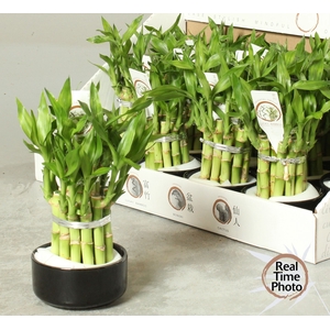 DRA LUCKY BAMBOO