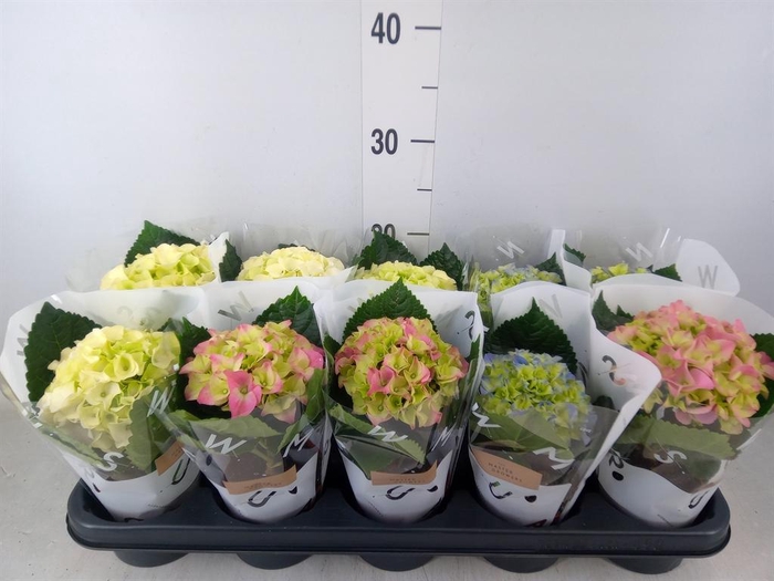 <h4>Hydrangea mac.   ...mix</h4>