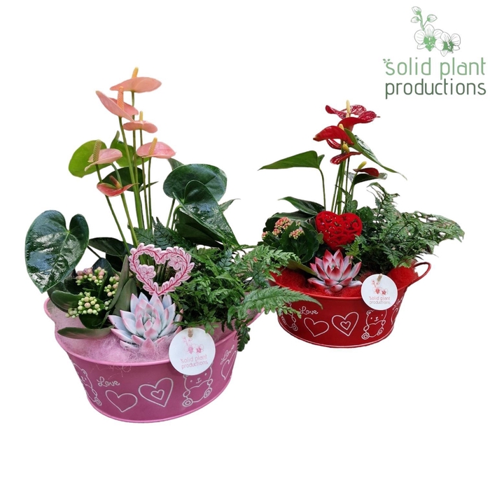 <h4>ZVAE004 Mariëlle Anthurium Red/Pink</h4>