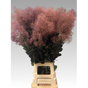 Cotinus C Magical Red Torch