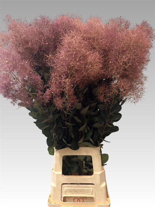 <h4>Cotinus C Magical Red Torch</h4>