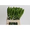 Ornithogalum thyrsoides White Star