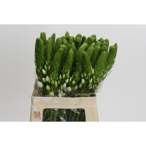 Ornithogalum Thyrsoides White Star