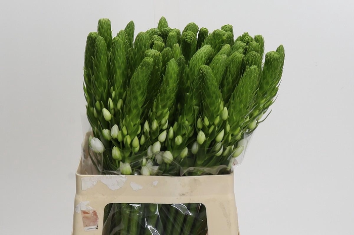 <h4>Ornithogalum Thyrsoides White Star</h4>