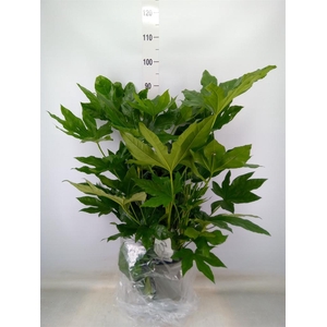 Fatsia japonica   ...